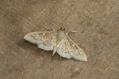 Diacme elealis