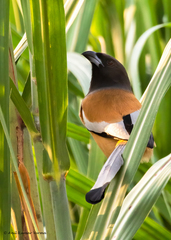 Dendrocitta vagabunda
