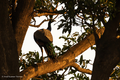 Pavo cristatus