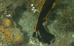 Platax pinnatus