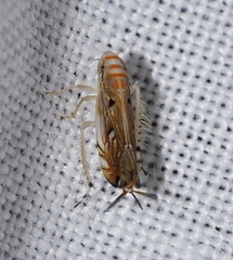 Scaphoideus dellagiustinai
