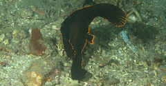 Platax pinnatus