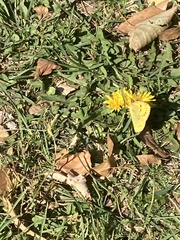 Colias croceus
