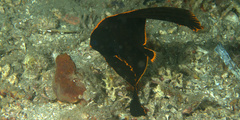 Platax pinnatus