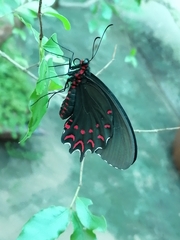 Parides photinus