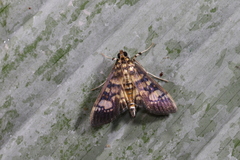 Salbia lotanalis
