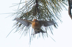 Peucedramus taeniatus