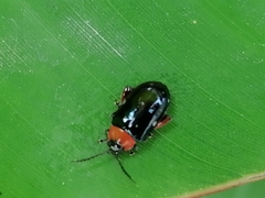 Disonycha politula