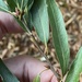 Quercus phellos - Photo (c) Misha Zitser, μερικά δικαιώματα διατηρούνται (CC BY-NC), uploaded by Misha Zitser