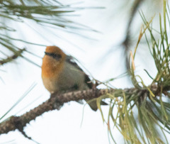 Peucedramus taeniatus