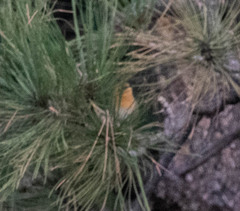 Peucedramus taeniatus