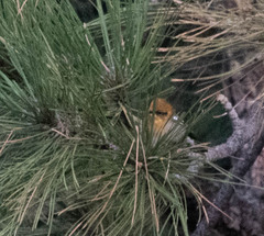 Peucedramus taeniatus