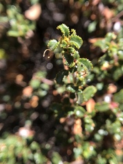 Ceanothus foliosus foliosus