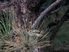 Peucedramus taeniatus