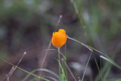Eschscholzia californica