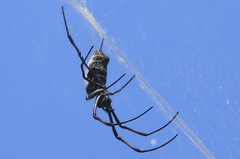 Trichonephila inaurata madagascariensis