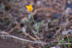 Eschscholzia californica