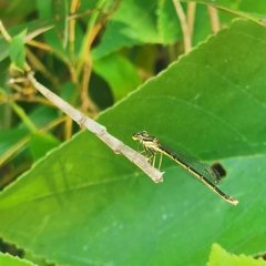 Platycnemis phyllopoda