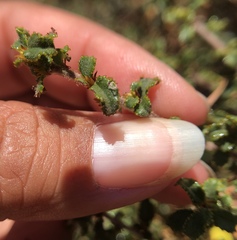 Ceanothus foliosus foliosus