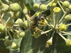 Vespula vulgaris