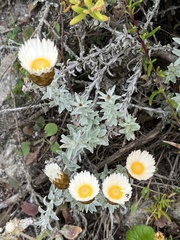 Helichrysum retortum