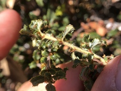 Ceanothus foliosus foliosus
