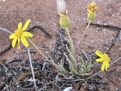 Senecio gregorii