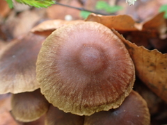 Psathyrella bipellis