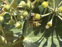 Vespula vulgaris