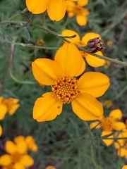 Dyssodia tagetiflora