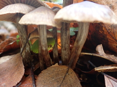 Psathyrella bipellis