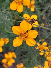 Dyssodia tagetiflora