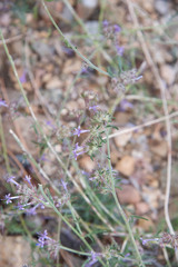Ipomopsis multiflora