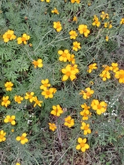 Dyssodia tagetiflora