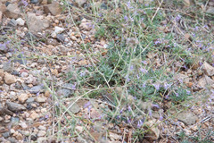 Ipomopsis multiflora