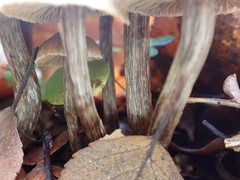 Psathyrella bipellis