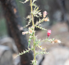 Cirsium arizonicum
