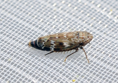 Sardius argus