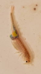 Branchipus schaefferi