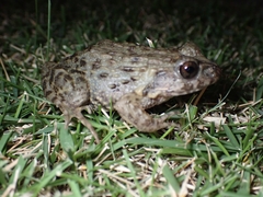 Glandirana rugosa