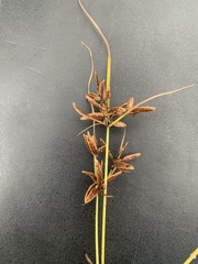 Cyperus bipartitus