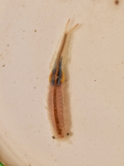 Branchipus schaefferi