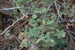 Robinia neomexicana