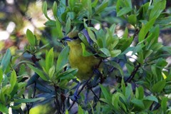 Icterus spurius