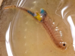Branchipus schaefferi
