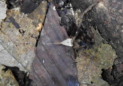 Lecithocera