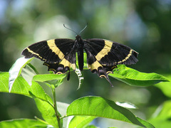 Papilio garamas