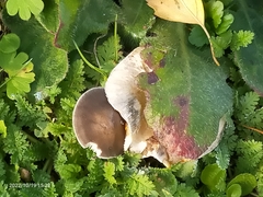 Clitocybe rivulosa