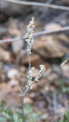 Eriogonum wrightii