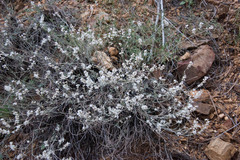 Eriogonum wrightii